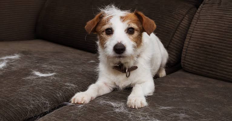 How can I best remove pet hair from my sofa cover?